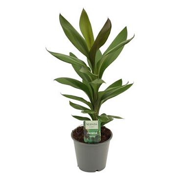 Cordyline Glauca
