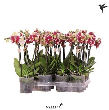 Phal Little Kolibri 2st Spotty 22+ (ok)