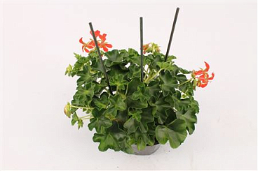 Pelargonium Pelt Decora Red