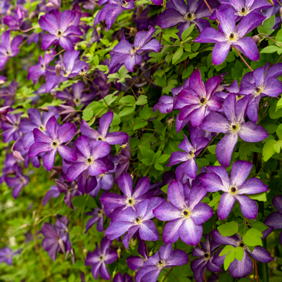 Клематис фиолетовый Веноза Виолацея
