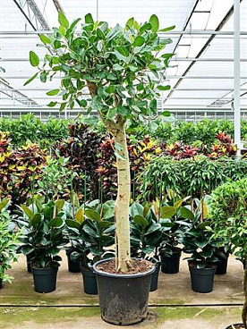 Ficus Benghalensis 'audrey' (220-260)