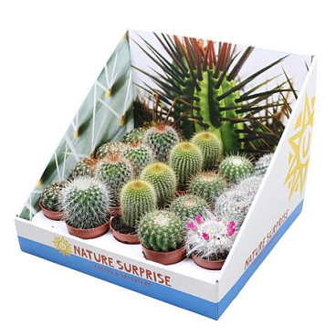 Cactus Ball Mix In Showbox