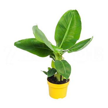 Банан Тропикана