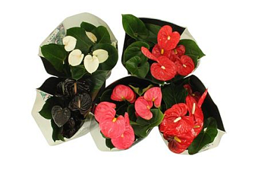 Anth An Mix 5+ Flamingo In Jungle Sleeve