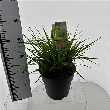 Eragrostis Spectabilis