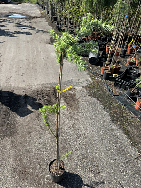 Лиственница кемпфера Блю Дварф штамб