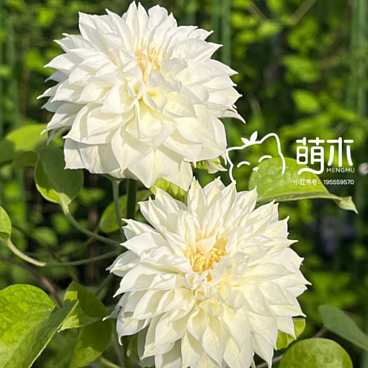 Клематис гибридный Дачесс Оф Эдинберг