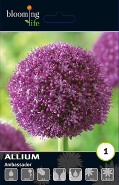 Аллиум Амбасадор