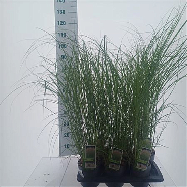 Miscanthus Sin Kleine Silberspinne