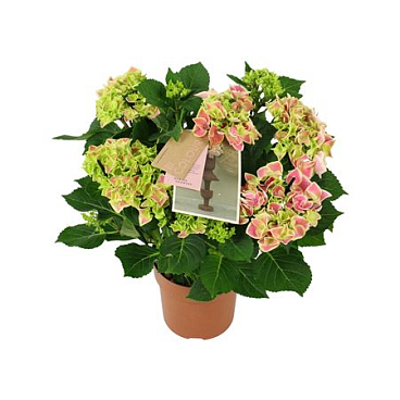 Hydrangea Ma Bicolor Pink 9+