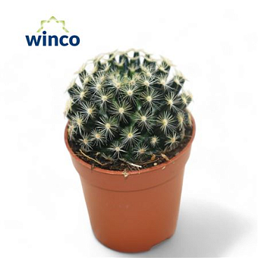 Mammillaria Schiedeana