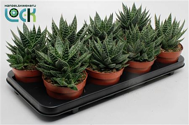 Gasteria Apollo