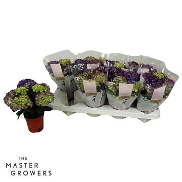 Hydrangea Ma Tabletensia Lila 5+