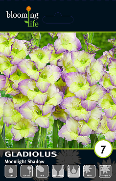 Гладиолус крупноцветковый Мунлайт Шейдоу
