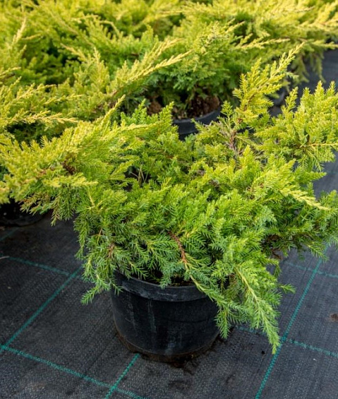 Можжевельник средний Вильгельм Пфитцер