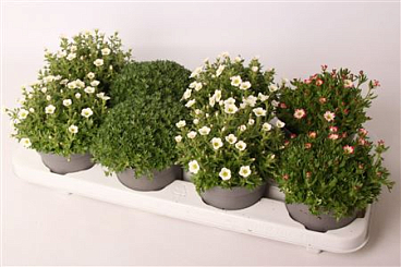 Saxifraga Mix
