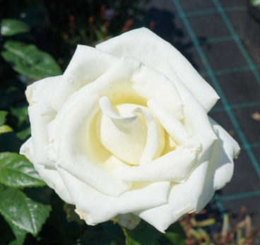 Роза чайно-гибридная Метрополитен