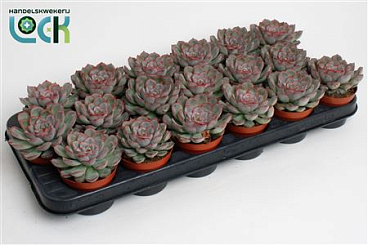 Echeveria Deremensis