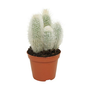 Austrocephalocereus Dybowski 8,5 Cm
