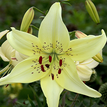 Лилия азиатская Свит Суррендер