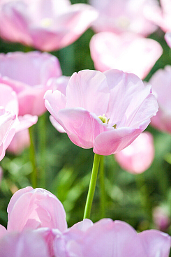 Тюльпан простой ранний Кенди Принц