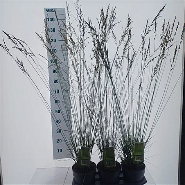 Molinia Caerulea Edith Dudszus
