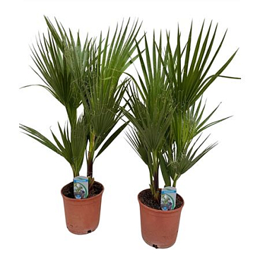 Washingtonia Filifera