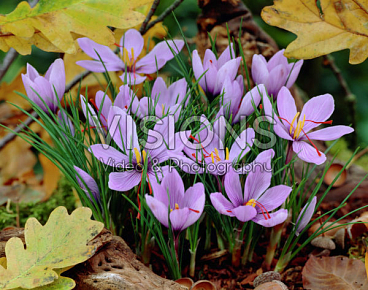 Крокус пoсевной