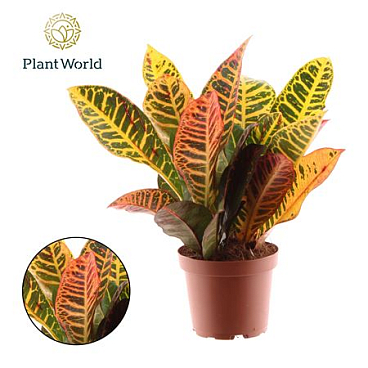 Codiaeum Petra Head 3-5 Pp