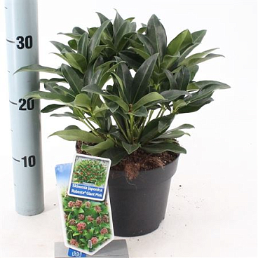 Skimmia Jap Rubesta Giant Pink