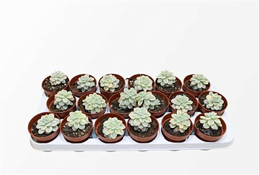 Sedum Clavatum Variagata
