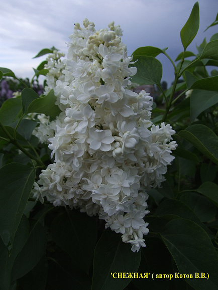 Сирень обыкновенная Снежная