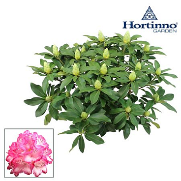 Rhodo Hortinno Garden