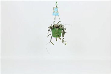 Hoya Sigillatis Hangpot