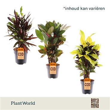 Codiaeum Branched Mix