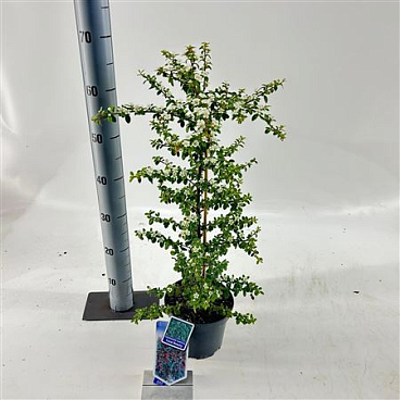 Cotoneaster Coral Beauty