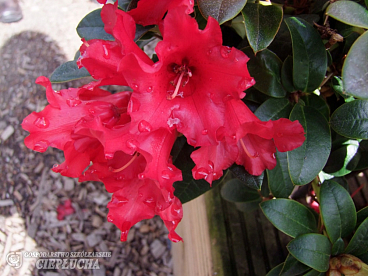 Рододендрон ползучий Бенгал