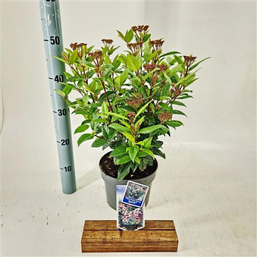 Viburnum Tinus Spirit