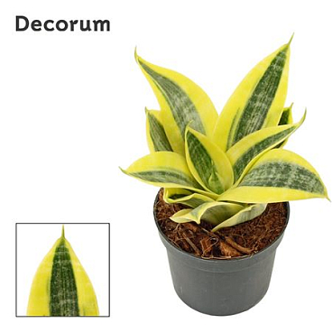 Sansevieria Hahnii Sun (dec)