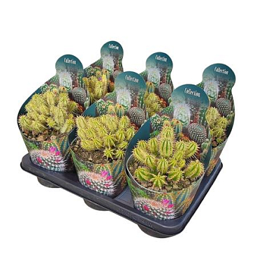 Euphorbia Aggregata Variegata Potcover