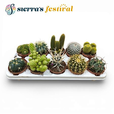 Cactus Mix (10spc.)