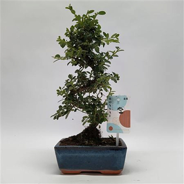 Cotoneaster S-shape Bonsai