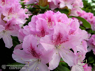 Рододендрон гибридный Чеер