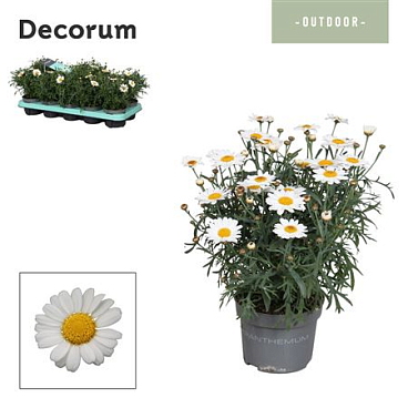 Argyranthemum White (decorum)