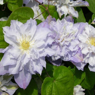 Клематис гибридный Вероника Чойс