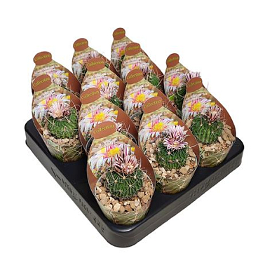 Echinofossulocactus Multicostatus