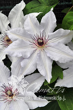 Клематис гибридный Сноу Куин