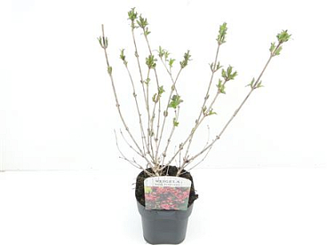 Weigela Flor Nana Purpurea