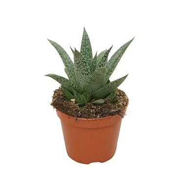 Gasteria Grey Moon
