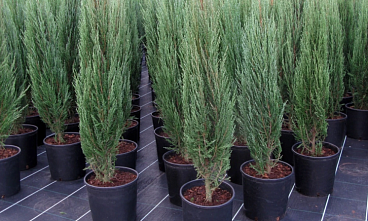 Можжевельник скальный Скайрокет